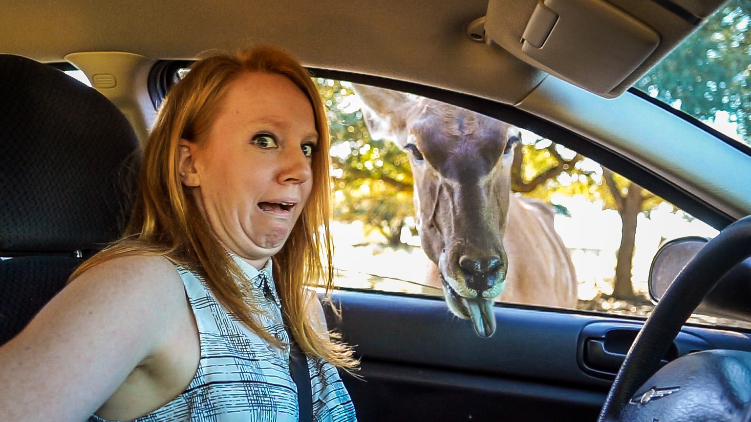 A Texas Animal Safari! - Travel Vlog